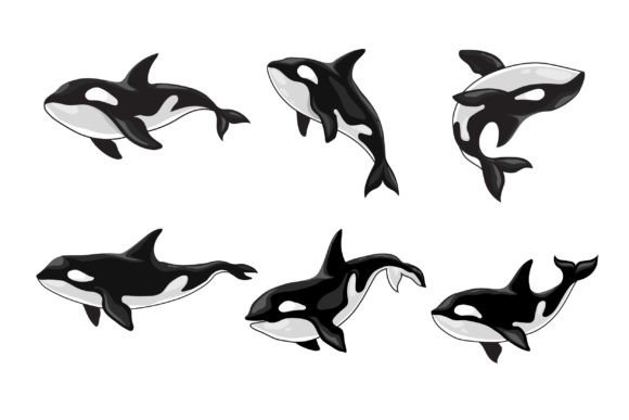 Download Orca Killer Whale - Orca Collection