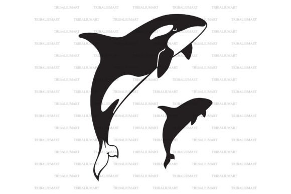 Download Killer Whale Jumping. Orcinus Orca. - Orca Collection